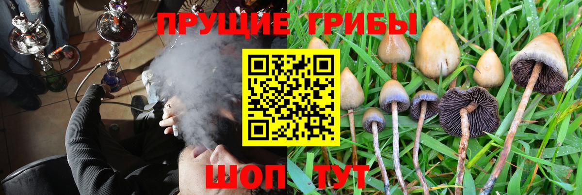 Галлюциногенные грибы Psilocybine cubensis Ачхой-Мартан